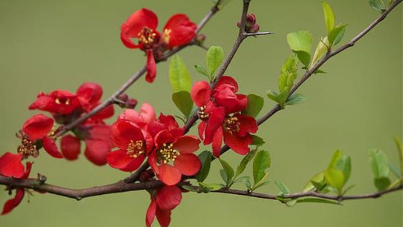 Beautiful images of red plum blossom