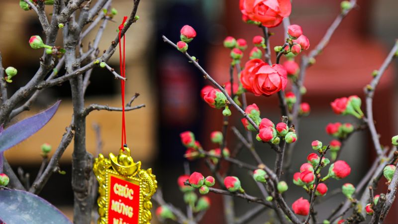 Beautiful images of red plum blossom