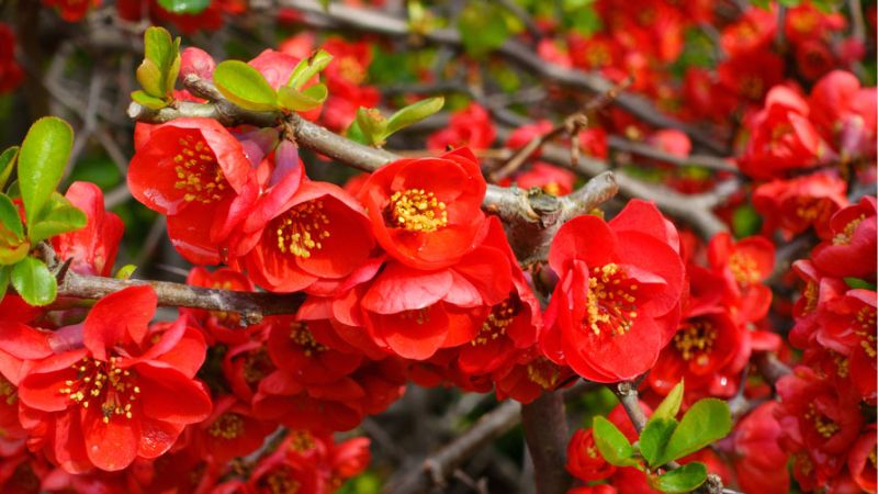 Beautiful images of red plum blossom