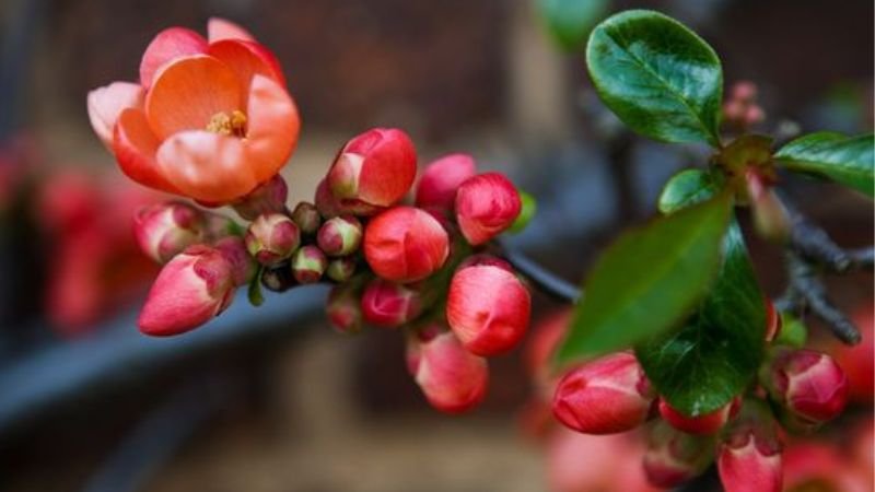 Beautiful images of red plum blossom