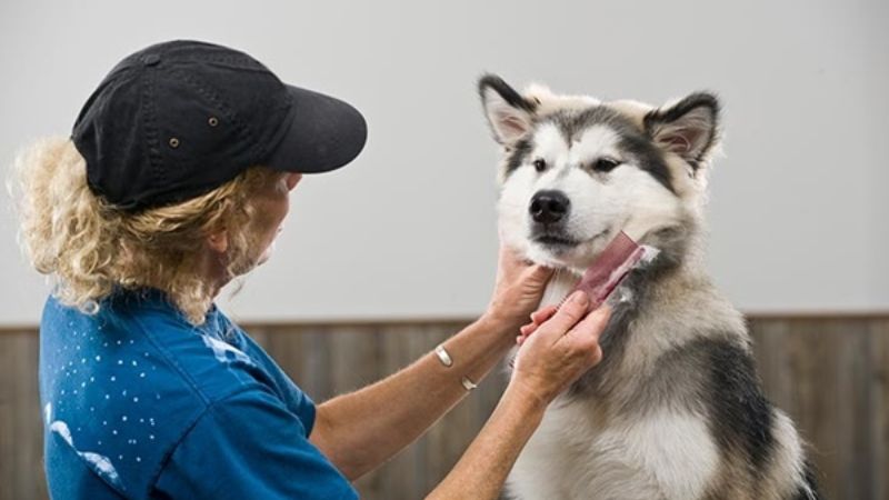 Cách tắm cho chó Alaska