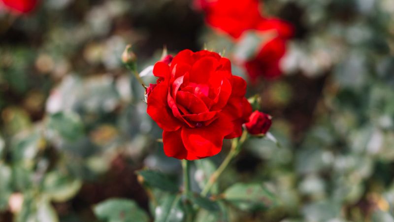 Caring for flame roses