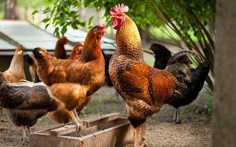 Giá gà hôm nay ngày 18/03 Giá gà hôm nay ngày 18/03