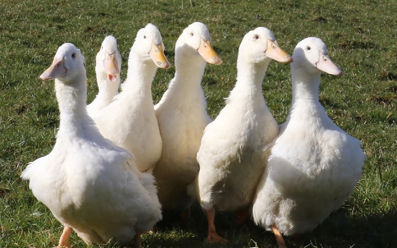 Giá vịt hôm nay ngày 18/03 Giá vịt hôm nay ngày 18/03