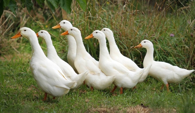 Giá gia cầm hôm nay 18/03/2023: Gà Mía Phú Thọ tăng thêm 2.000 VNĐ/kg