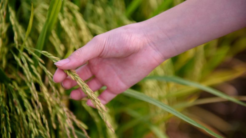 Giá lúa hôm nay 18/3