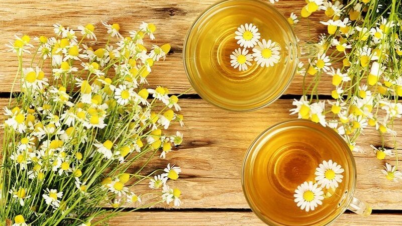 Chữa trào ngược dạ dày bằng trà hoa cúc mật ong