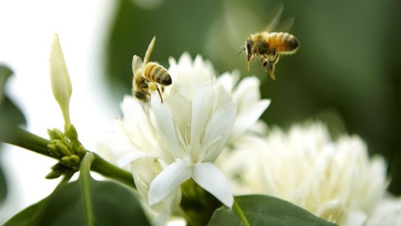 Tại sao mật ong hoa cà phê lại rẻ?