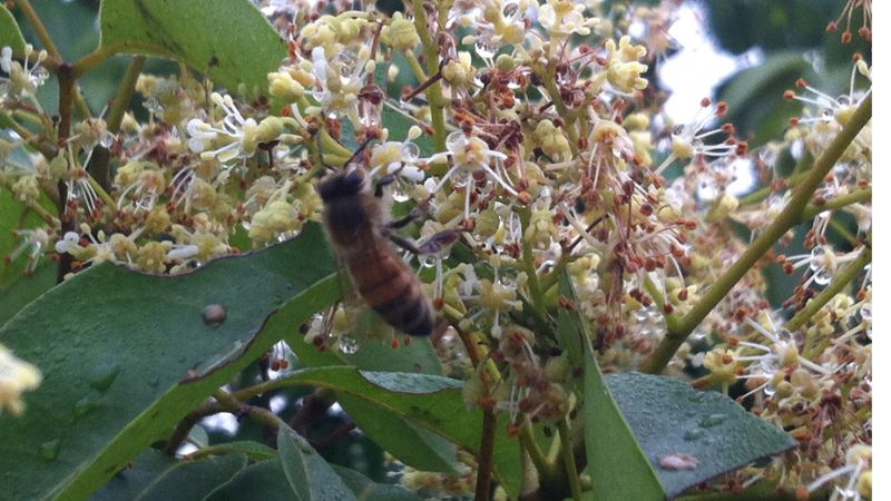 Ong hút mật hoa cây vải thiều