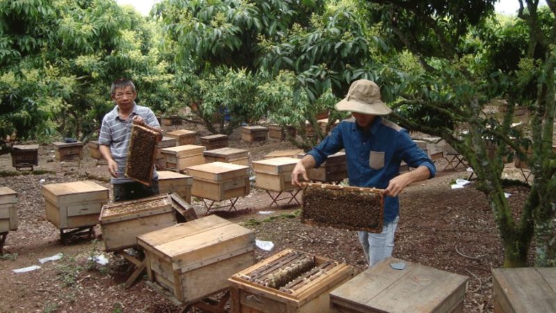 Người dân thu hoạch mật ong hoa vải