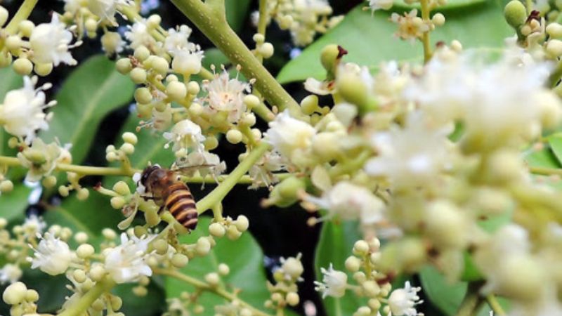 Ong đang lấy mật cây hoa nhãn