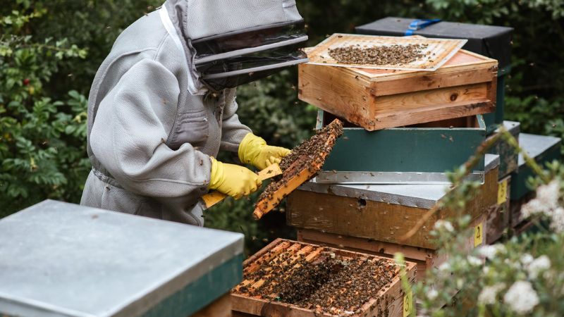 Người dân đang thu hoạch mật ong hoa nhãn