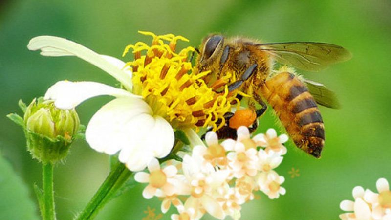 What is rosemary honey? Benefits of using flower honey