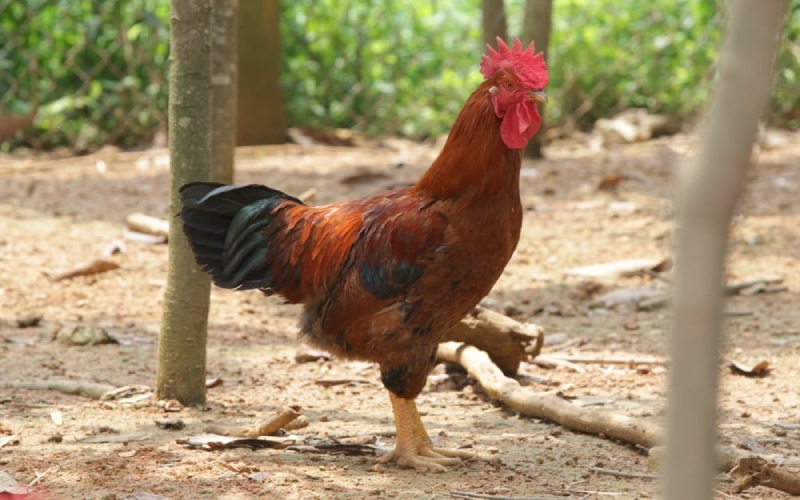 Giá gà hôm nay ngày 20/03