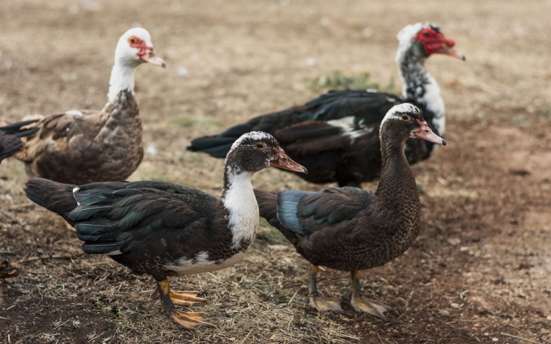 Giá vịt hôm nay ngày 20/03