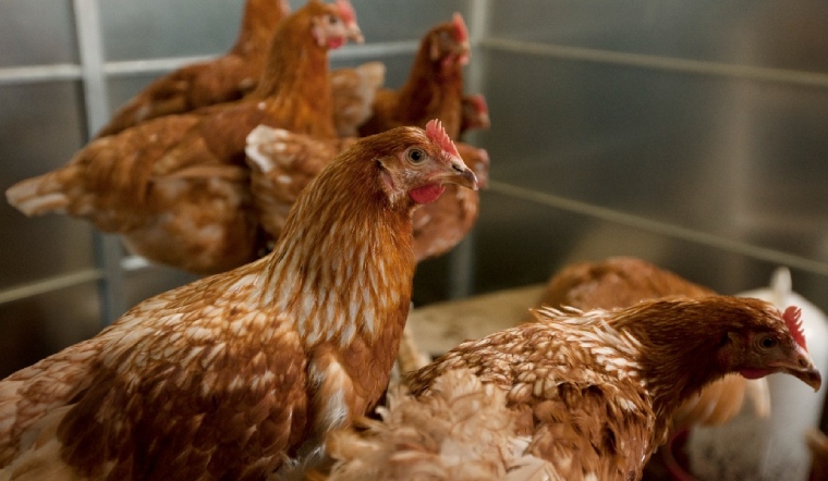 Giá gia cầm hôm nay 20/03/2023: Yên ắng ngày đầu tuần