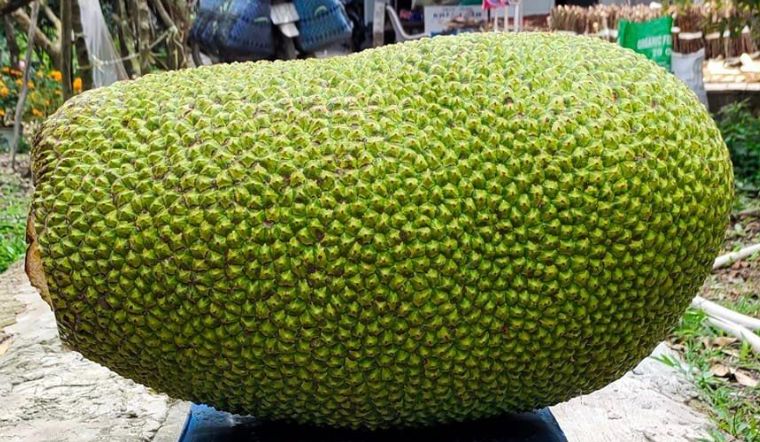 Giá mít Thái hôm nay 20/03/2023: Dao động từ 32.000đ - 42.000đ