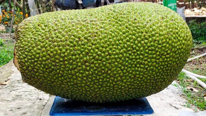 Giá mít Thái hôm nay 20/03/2023