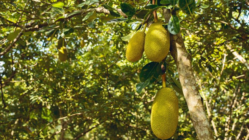 Trồng xen cây mít Thái với những loại cây gì hiệu quả?