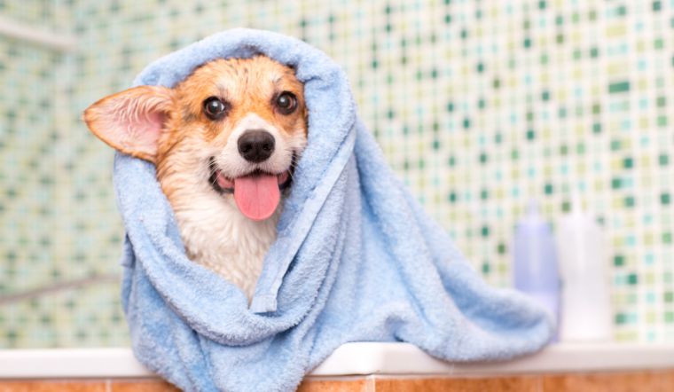 4 sữa tắm cho chó Corgi giúp dưỡng lông, khử mùi hôi nhanh