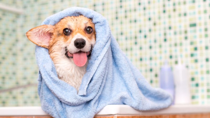 Lưu ý để khử hết mùi hôi khi tắm cho chó