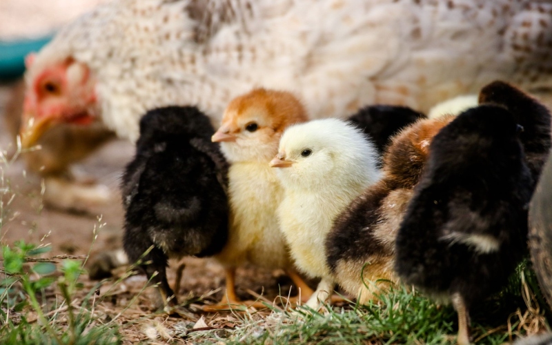 Giá gà hôm nay ngày 21/03