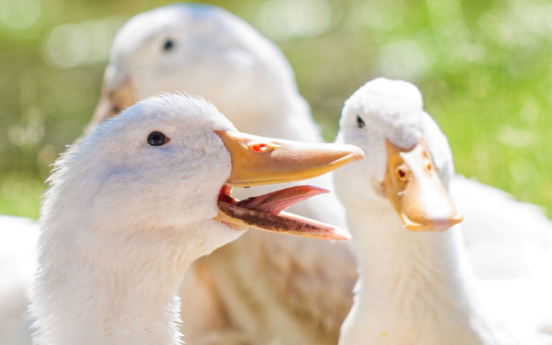 Giá vịt hôm nay ngày 21/03