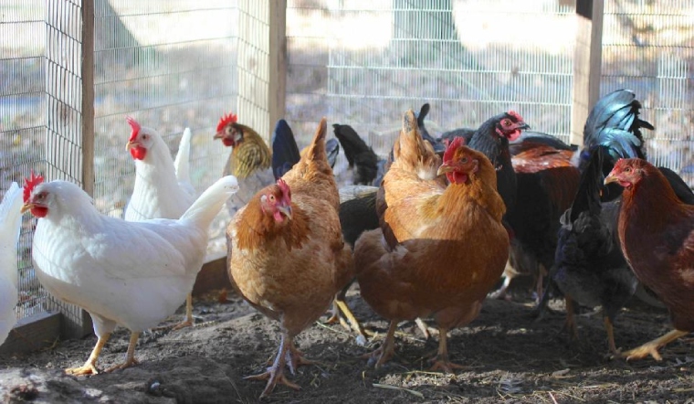 Giá gia cầm hôm nay 21/03/2023: Giá vịt Đồng Nai giảm 3.000 VNĐ/kg