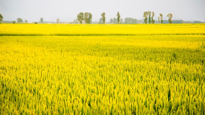 Giá lúa hôm nay 21/3