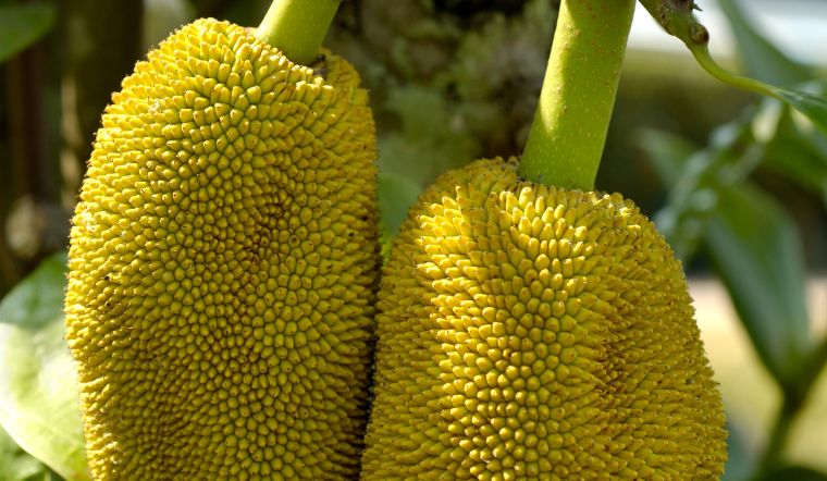 Giá mít Thái hôm nay 21/03/2023: Giá mít nhất là 42.000đ, mít nhì là 32.000đ