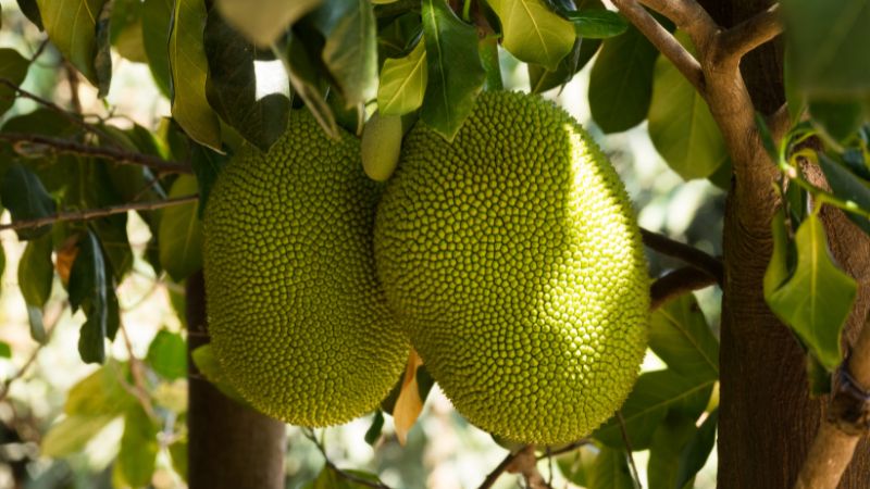 Giá mít Thái hôm nay 21/03/2023