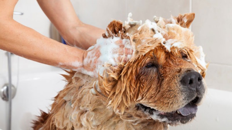 Lưu ý khi tắm và sử dụng sữa tắm chống rụng lông cho chó
