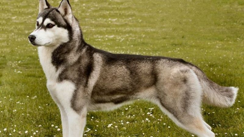 Đặc điểm của giống chó Husky