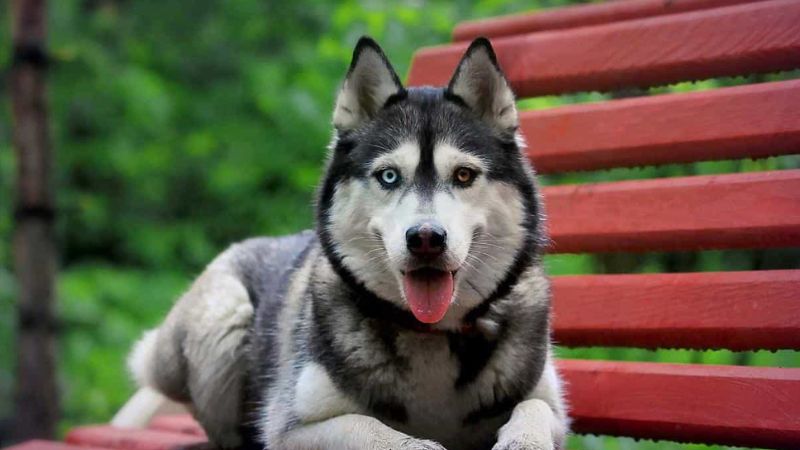 Hướng dẫn cách tắm cho chó Husky