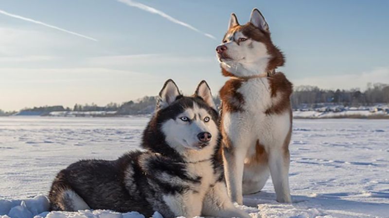 Lưu ý khi sử dụng và bảo quản sữa tắm cho chó Husky