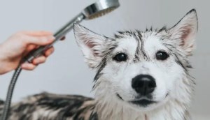 5 sữa tắm cho chó Husky giúp lông mềm mượt, không bị hôi