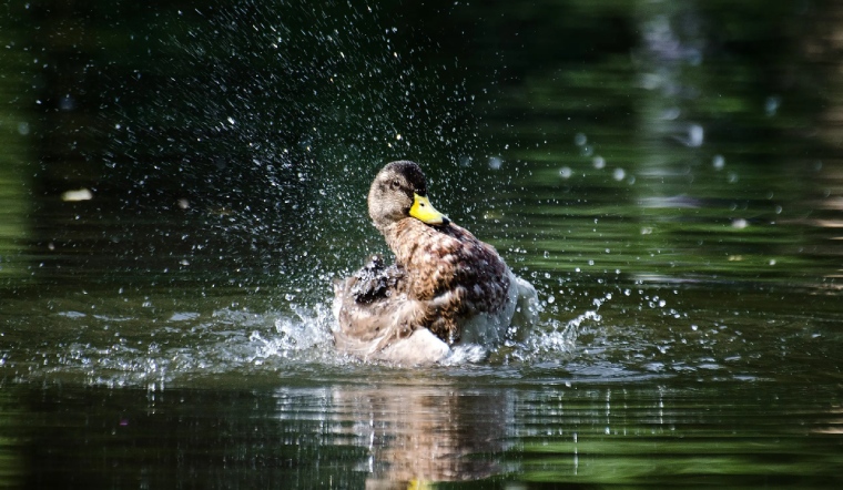 Giá gia cầm hôm nay 22/03/2023: Các mặt hàng giữ nguyên giá bán