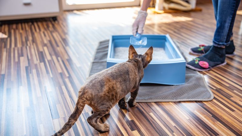  Hướng dẫn sử dụng cát vệ sinh cho mèo Katz