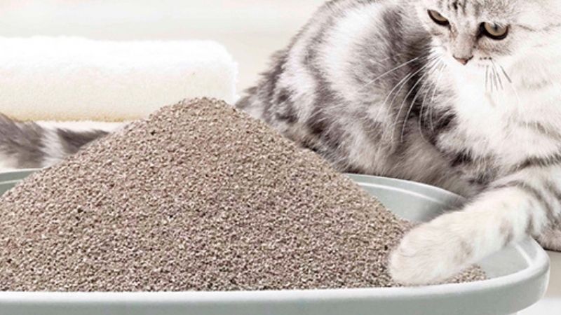 Lợi ích của cát vệ sinh cho mèo Lapaw
