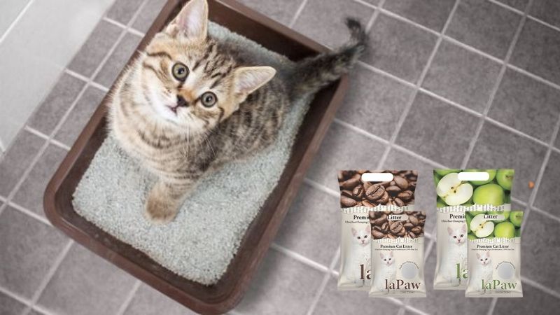 Một số câu hỏi thường gặp về cát vệ sinh cho mèo Lapaw
