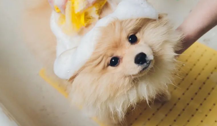 5 loại sữa tắm cho chó con thơm lâu, không gây kích ứng da