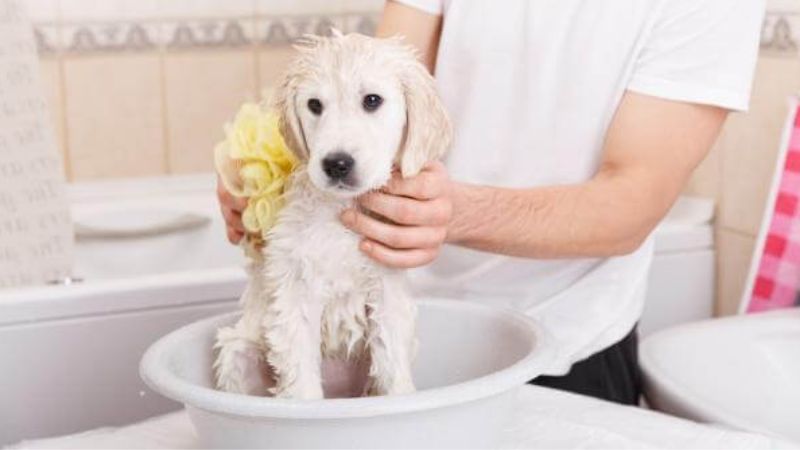 Hướng dẫn cách tắm khô cho chó