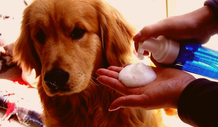 Top 10 sữa tắm khô cho chó thơm lâu, khử mùi hôi hiệu quả  