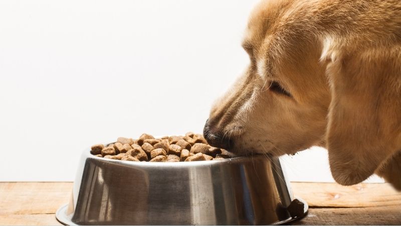 Lợi ích của thức ăn hạt cho chó Nutrience