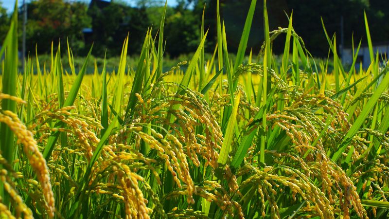 Giá lúa hôm nay 23/3