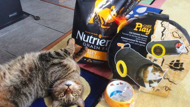 Lợi ích của thức ăn hạt cho mèo Nutrience