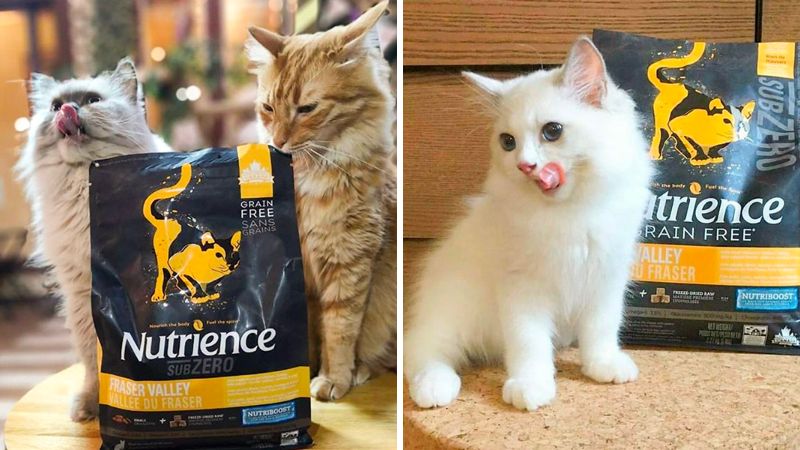 Top 4 nutritional and best quality Nutrience cat food today