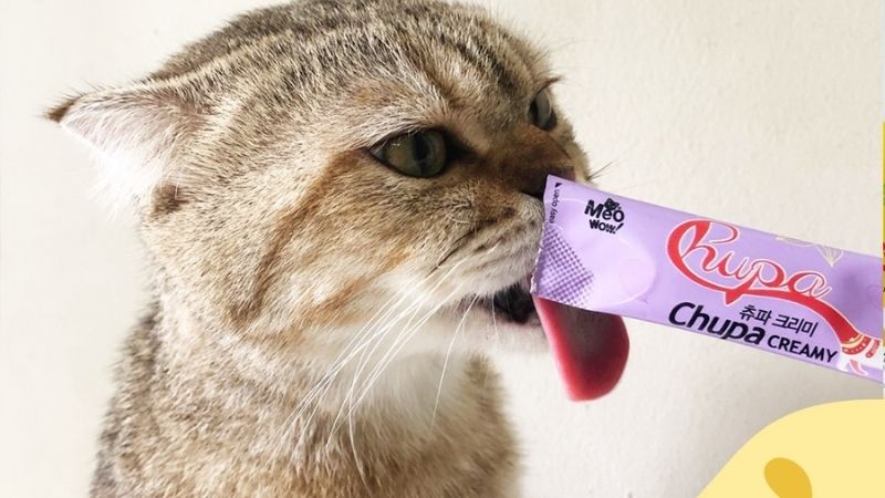 Top 6 sốt dinh dưỡng cho mèo Meowow chất lượng, giá tốt