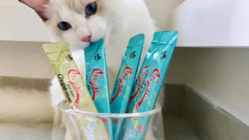 Lợi ích của sốt dinh dưỡng cho mèo Meowow