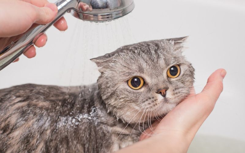 Hướng dẫn cách sử dụng sữa tắm trị nấm cho mèo